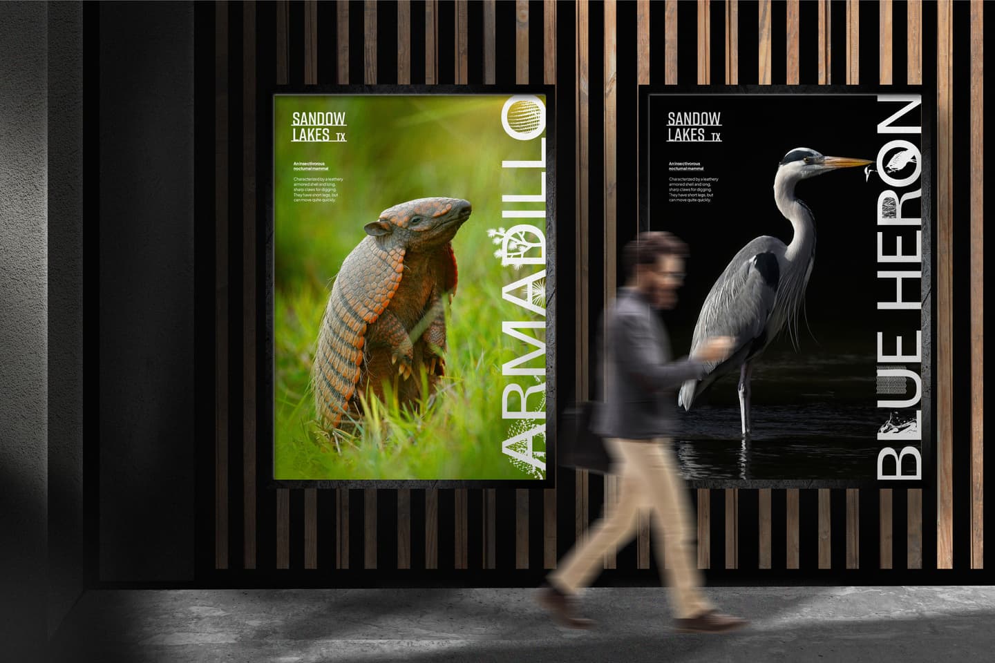 A person walks past two posters: one of an armadillo on grass, labelled ARMADILLO, and one of a blue heron in water, labelled BLUE HERON. Both posters feature SANDOW LAKES, TX..