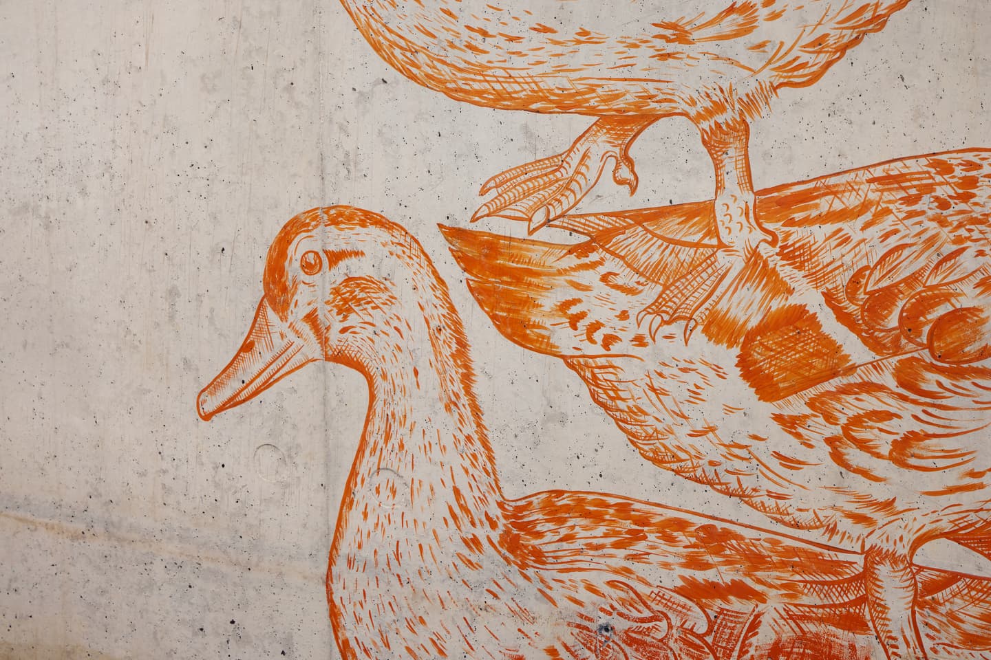 Orange line drawing of two ducks on a textured, light-coloured wall; one duck’s feet rest on the other duck’s back.